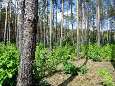 Działka na sprzedaż Wiązowna Kościelna