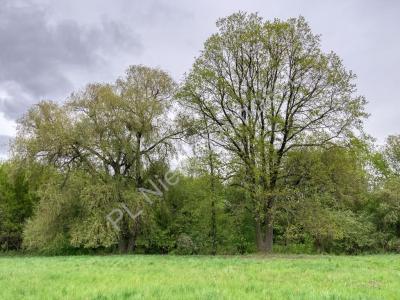 Działka na sprzedaż Grodzisk Mazowiecki