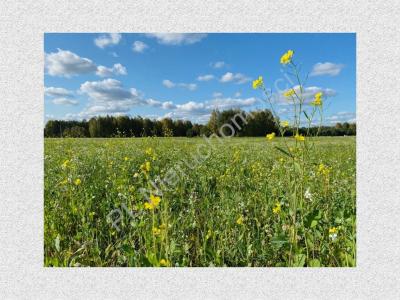 Działka na sprzedaż Boża Wola