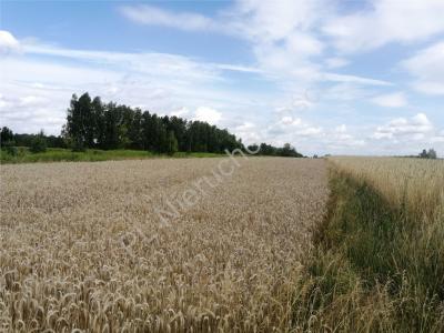 Działka na sprzedaż Dobre