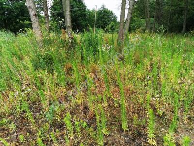 Działka na sprzedaż Chylice