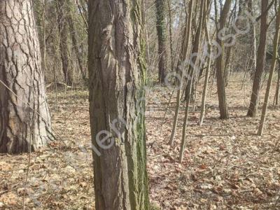 Działka na sprzedaż Milanówek