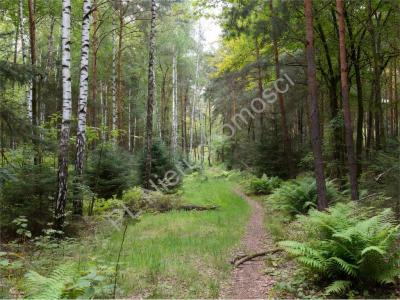 Działka na sprzedaż Strzeniówka