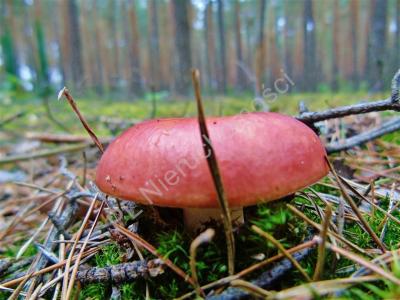 Działka na sprzedaż Kąty Czernickie