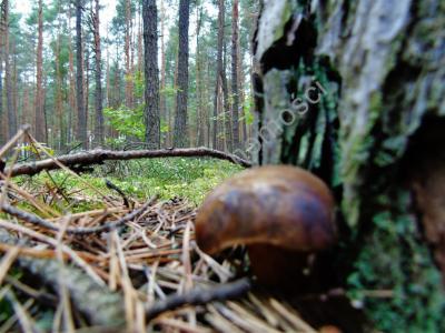 Działka na sprzedaż Kąty Czernickie