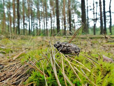 Działka na sprzedaż Pasek